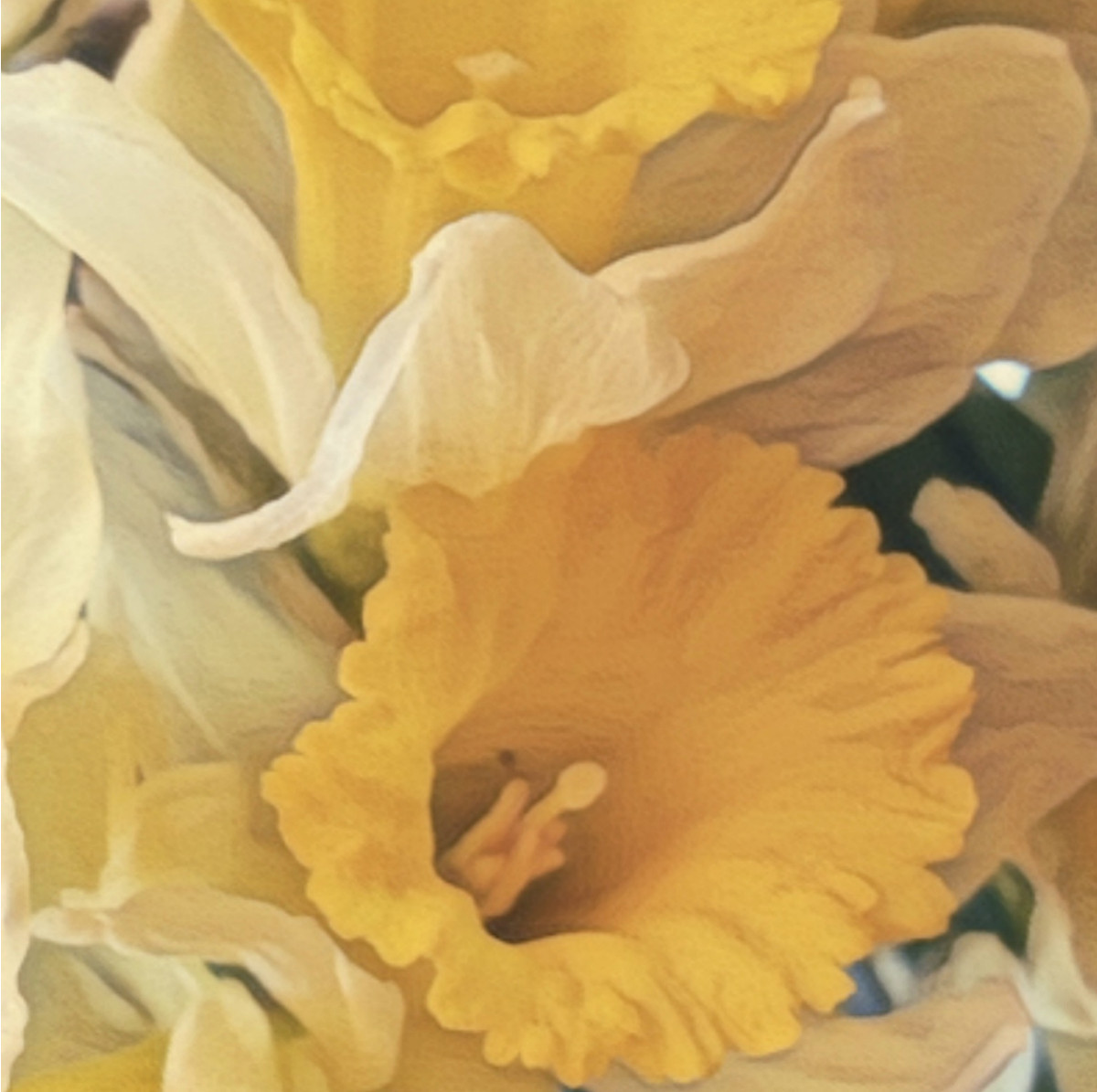 Jonquilles sur le site d’ARTactif