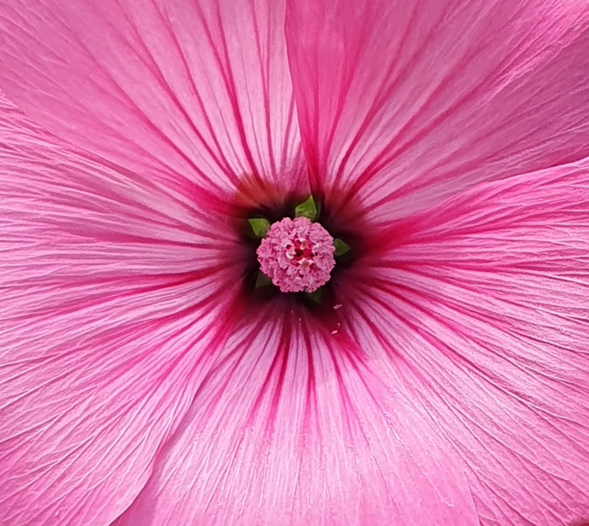 Rose ? sur le site d’ARTactif