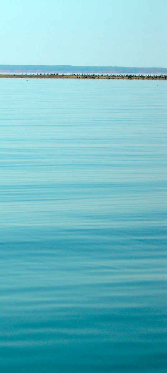 Ile aux phoques sur le site d’ARTactif
