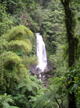 Named contemporary work « La chute d'eau et ses arbres », Made by SEIDITADENISEART