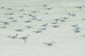 MOUETTES SUR TERRE On the ARTactif site