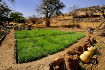 Culture des oignons pays dogon On the ARTactif site