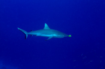 Requin de récif et son pilote On the ARTactif site