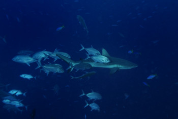 Requin de récif et carangues On the ARTactif site