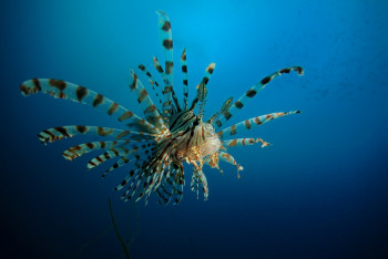 Pterois volitans On the ARTactif site