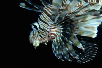 Pterois volitans 2 On the ARTactif site