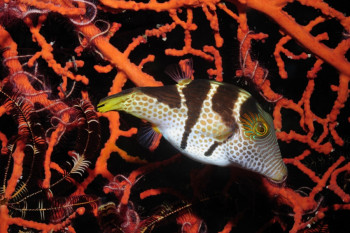 Canthigaster valentini On the ARTactif site