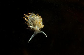 NUDIBRANCHE OPALESCENT(hermissendra crassicornis) On the ARTactif site