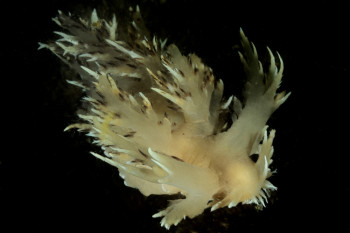 NUDIBRANCHE GÉANT On the ARTactif site