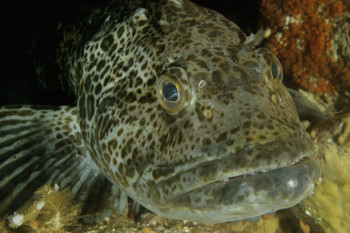 PORTRAIT D'UN LINGCOD On the ARTactif site