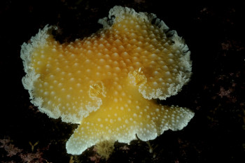 NUDIBRANCHE JAUNE On the ARTactif site