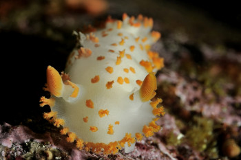 DORIDIEN CLOWN(triopha catalinae) On the ARTactif site