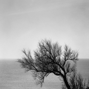 L'ARBRE ET LA MER On the ARTactif site