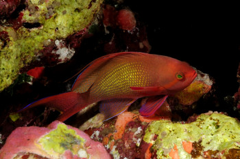 ANTHIAS On the ARTactif site