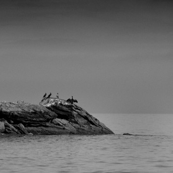 LES CORMORANS DU COB On the ARTactif site