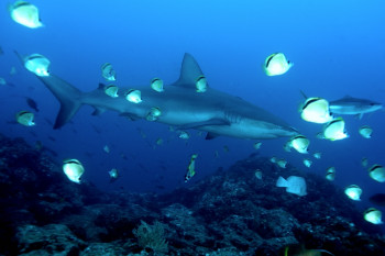 REQUIN DES GALAPAGOS 1 On the ARTactif site