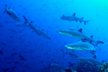 BANC DE REQUINS POINTE BLANCHE On the ARTactif site