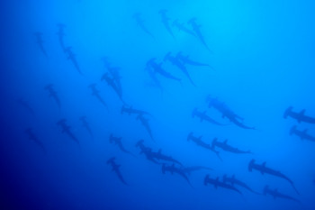 BANC DE REQUINS MARTEAU 1 On the ARTactif site