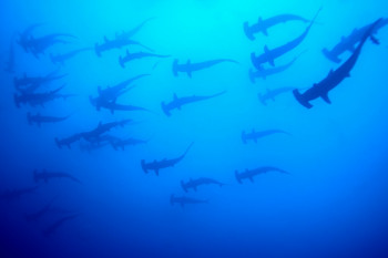 BANC DE REQUINS MARTEAU 2 On the ARTactif site