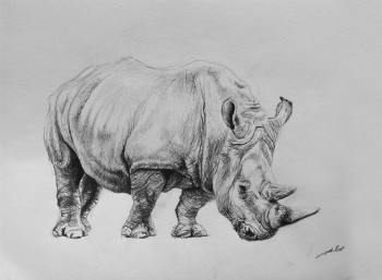 Named contemporary work « Dessin de rhinoceros 1 », Made by DE PORET JB