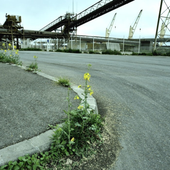 FLEUR DE GOUDRON On the ARTactif site