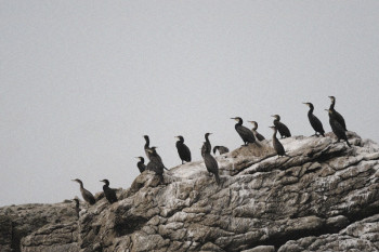Named contemporary work « LES CORMORANS DU PILIER », Made by CHRISTOPHE FABLET