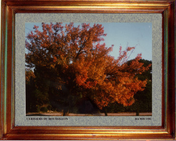 Catalogne nord, cerisier du Roussillon 1981 On the ARTactif site