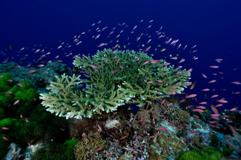 corail et anthias 1 On the ARTactif site