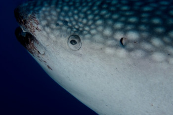 oeil du requin baleine On the ARTactif site