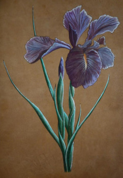 Iris 2011 On the ARTactif site