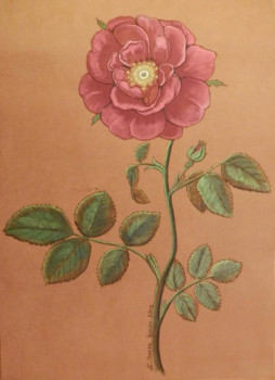 Rose ancienne 2015 On the ARTactif site