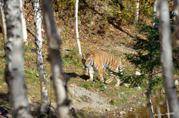 Named contemporary work « UN TIGRE EN LIBERTÉ », Made by JEAN-MARC PHILIPPE