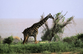 Named contemporary work « Girafe du Kenya », Made by DOMINIQUE LEROY