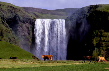 Named contemporary work « Vaches devant les chutes en Islande », Made by DOMINIQUE LEROY