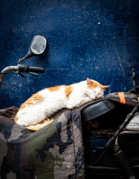 Named contemporary work « Sleeping Cat in Essaouira », Made by CLAIREOBSCUR.PHOTOGRAPHIE