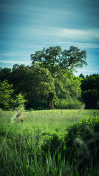 Named contemporary work « The lonely tree », Made by PIERRE SASSI