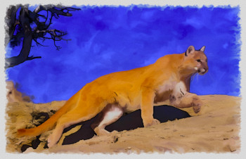 Named contemporary work « cougar colorado », Made by DOMINIQUE DULOT DIGITAL