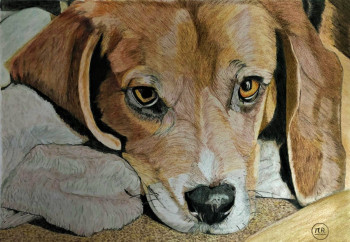 Named contemporary work « Beagle au repos », Made by PIRDESSINS