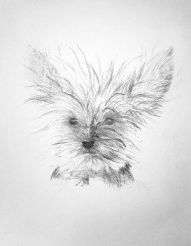 Named contemporary work « Chien de Face », Made by VANINA CRAVENNE