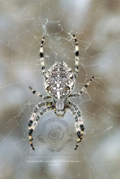 Named contemporary work « Araneus diadematus stellatus », Made by PHOTOS PASSION DéVORANTE