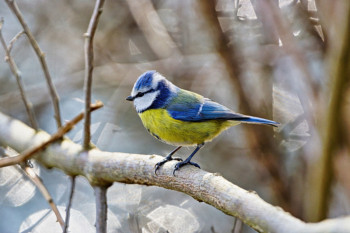 Named contemporary work « Mésange bleue », Made by DOMINIQUE JUILLET