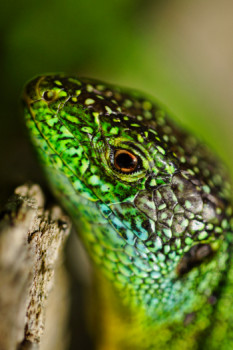 Named contemporary work « Lézard vert (portrait) », Made by DOMINIQUE JUILLET