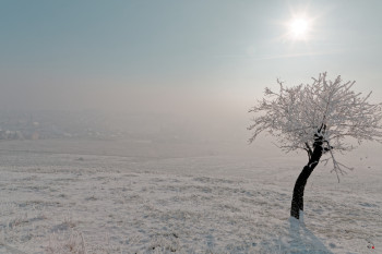 Named contemporary work « L'ARBRE EN HIVER », Made by GEORGES BARRé