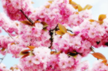 Named contemporary work « CHERRY TREE DREAM 1 », Made by JEAN-JACQUES MASSOU