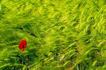 Named contemporary work « CHAMP DE BLE 2 », Made by JEAN-JACQUES MASSOU