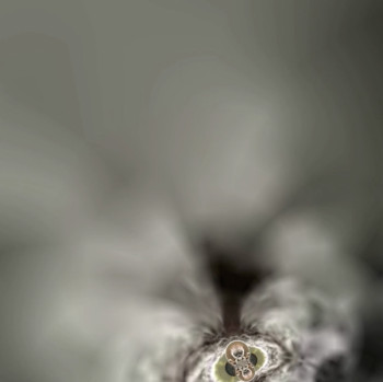 Named contemporary work « Koala-man », Made by PH7