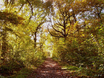 Named contemporary work « Forêt automnale », Made by GRéGORY FOULON