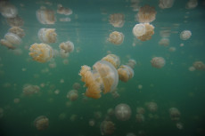 lac-aux-meduses