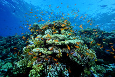 recif-coralien