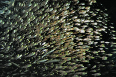 banc-de-glass-fishes